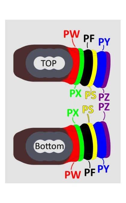 DRAW STOP LUCKY STOPS x PSE EVOLVE